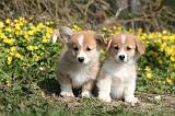 CORGI PEMBROKE 1173